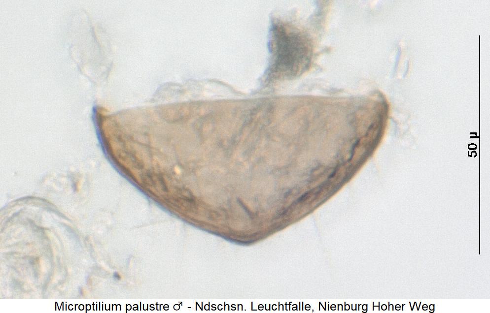 microptilium_palustre_m_pyg.jpg