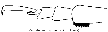 microrhagus_pygmaeus_vtr.gif