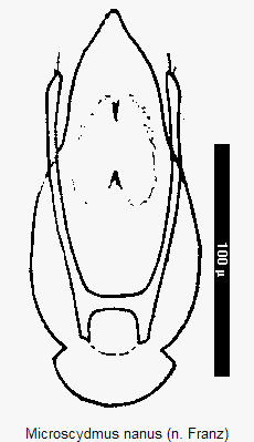 microscydmus_nanus.gif