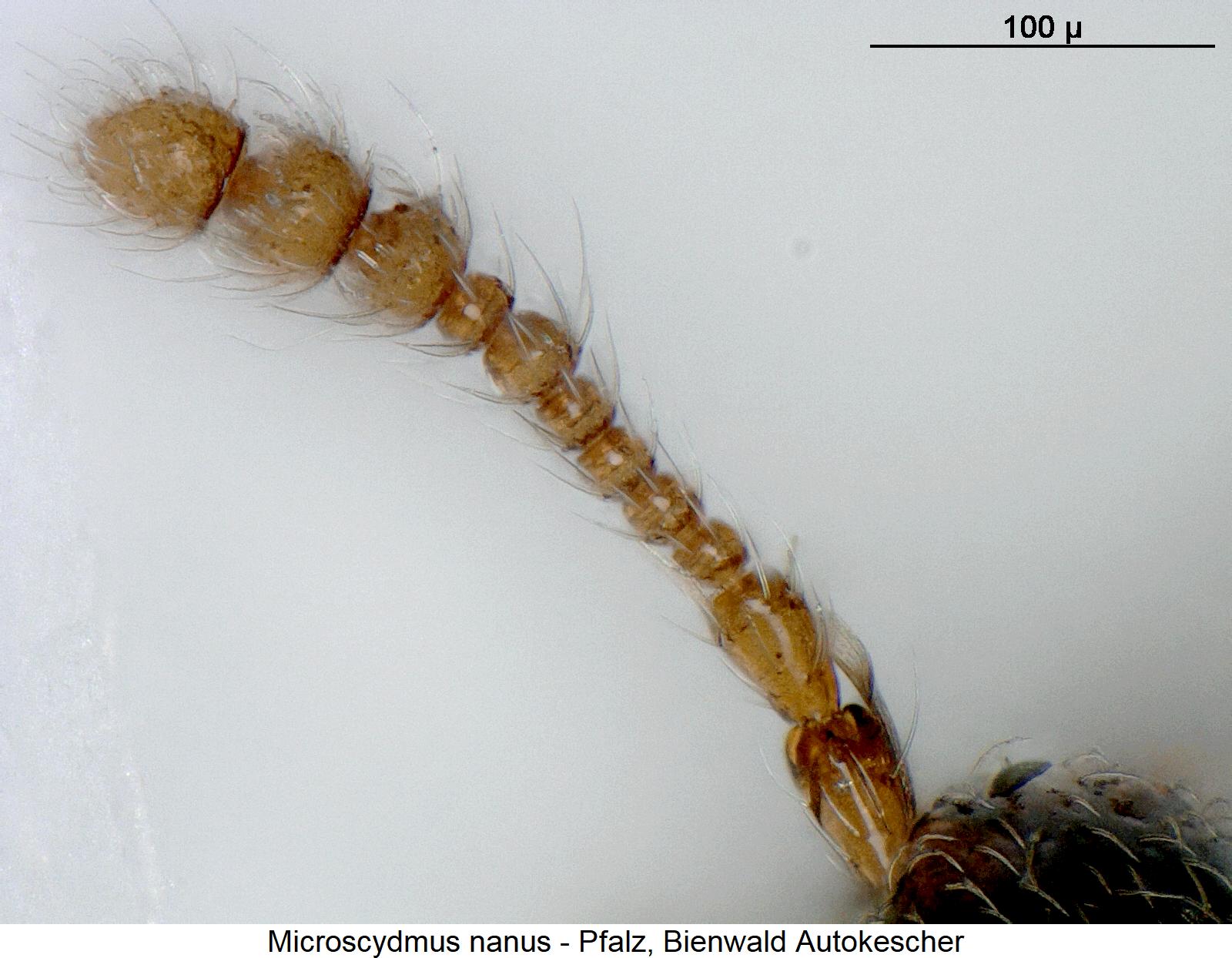 microscydmus_nanus_f.jpg