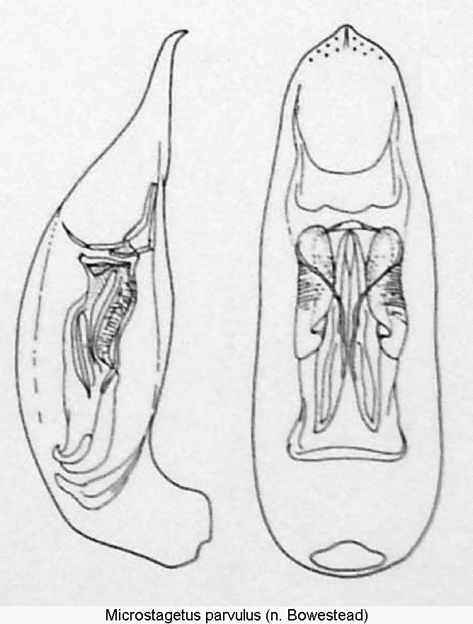 microstagetus_parvulus.gif