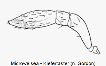 microweisea__ts.gif