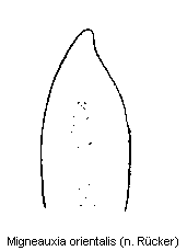 migneauxia_orientalis.gif