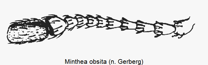 minthea_obsita_f.gif