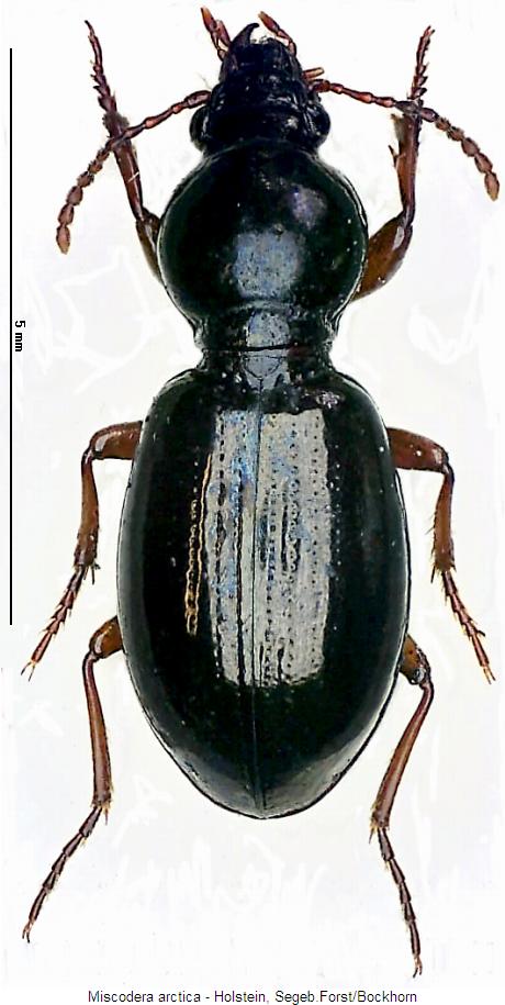 miscodera_arctica_hab.jpg