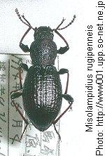 misolampidius_rugipenneis_hab.jpg