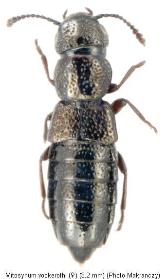 mitosynum_vockerothi_hab.jpg