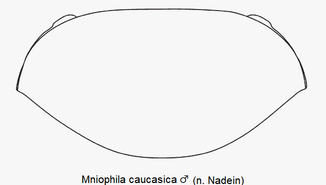 mniophila_caucasica_m_hsch.gif