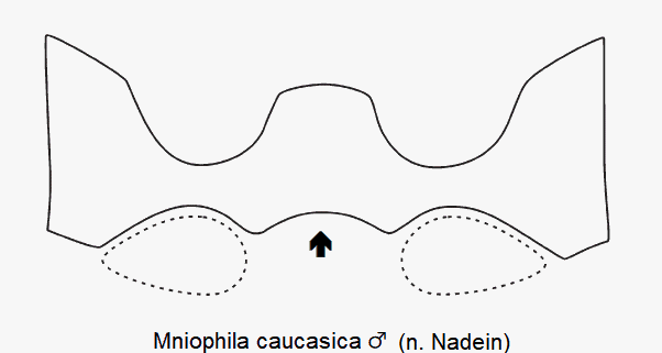 mniophila_caucasica_m_mbr.gif