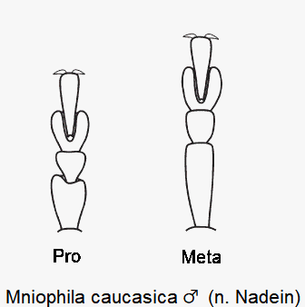 mniophila_caucasica_m_tarsen.gif