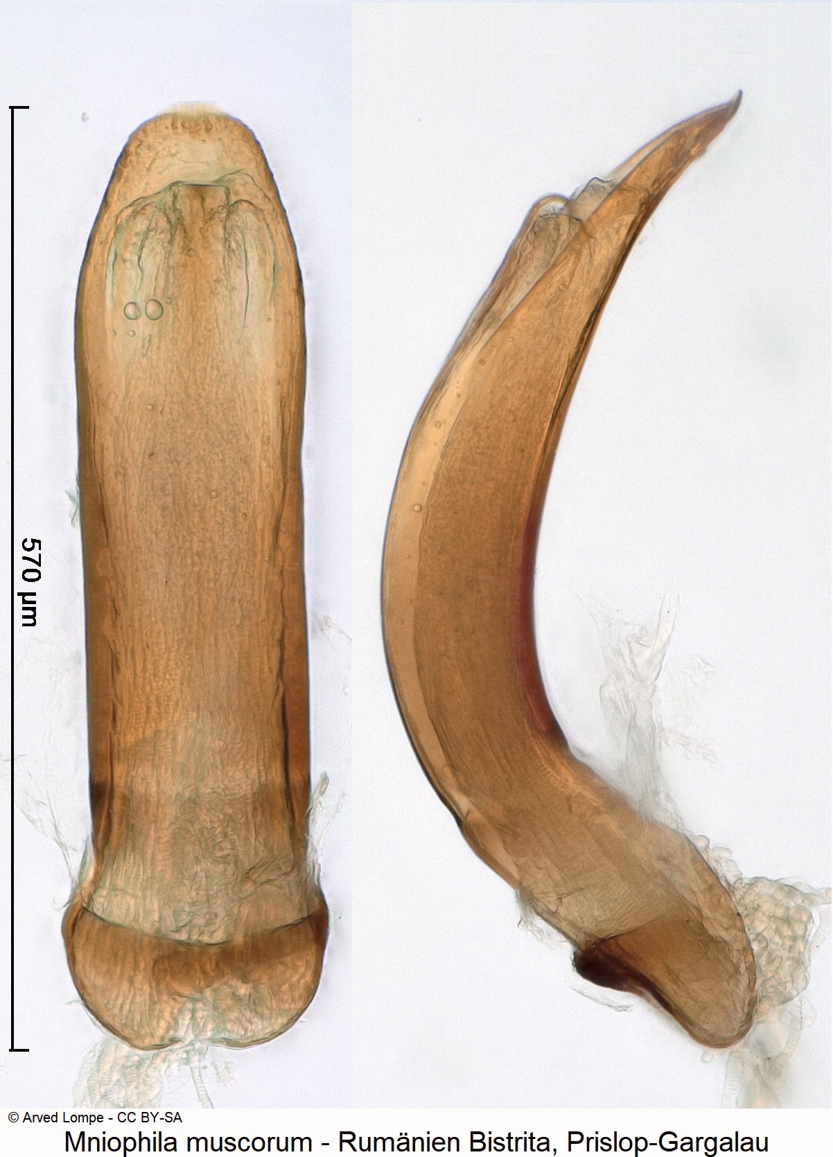 mniophila_muscorum_ck24853.jpg