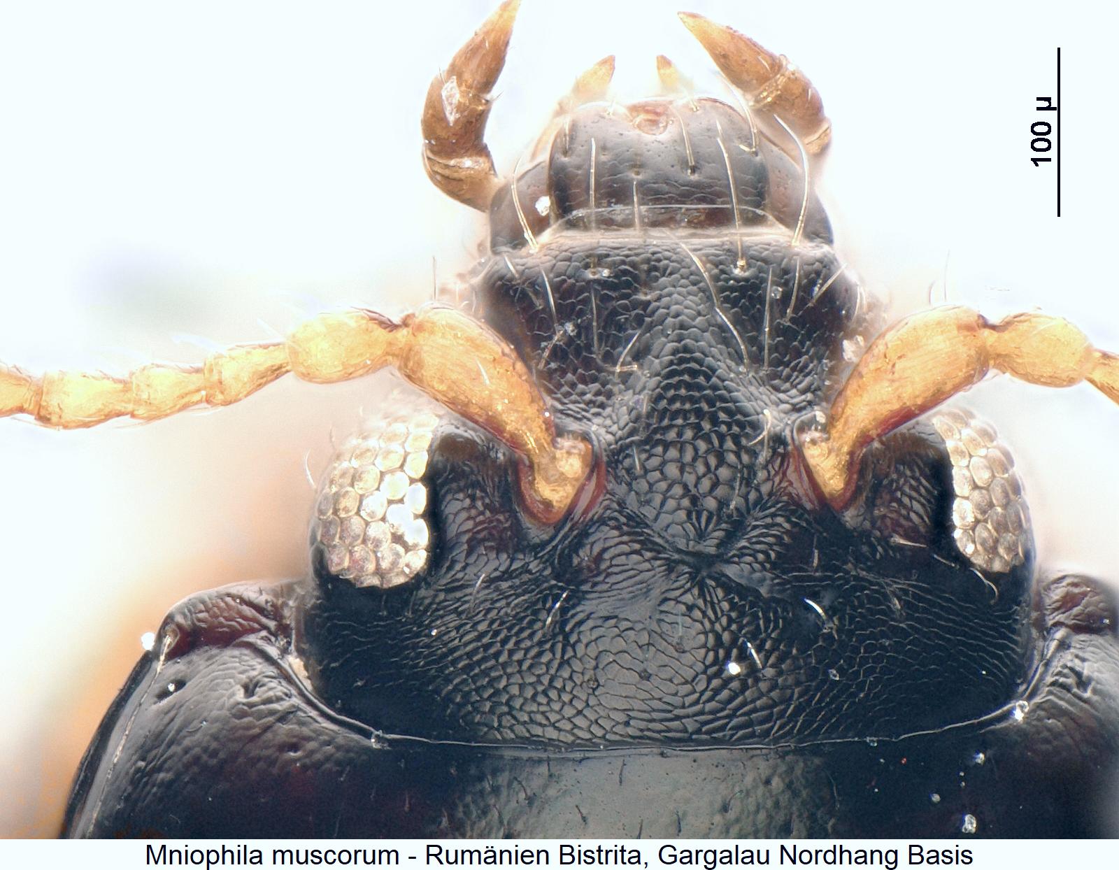 mniophila_muscorum_k.jpg