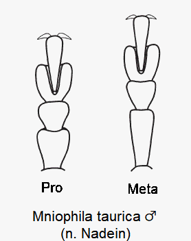 mniophila_taurica_m_tarsen.gif