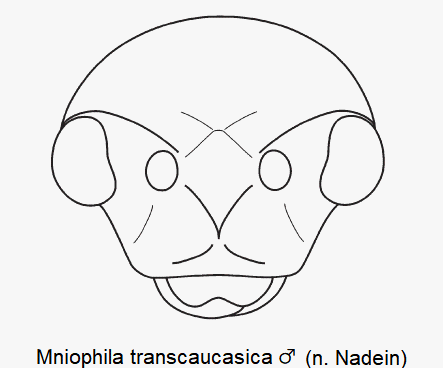 mniophila_transcaucasica_m_k.gif
