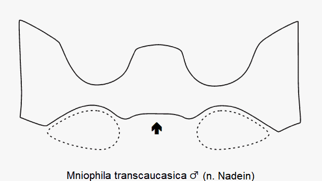mniophila_transcaucasica_m_mbr.gif