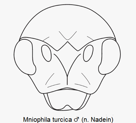 mniophila_turcica_m_k.gif