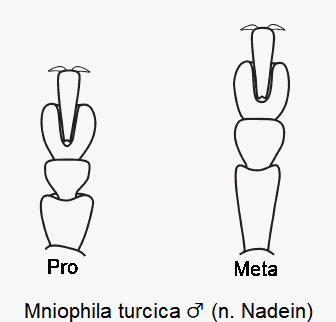 mniophila_turcica_m_tarsen.gif