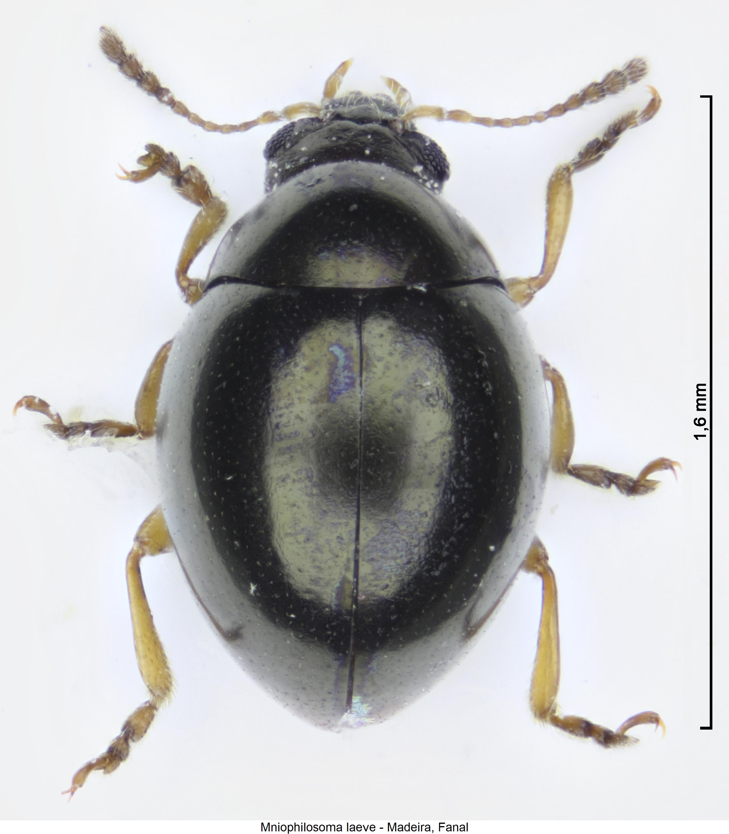 mniophilosoma_laeve_hab.jpg