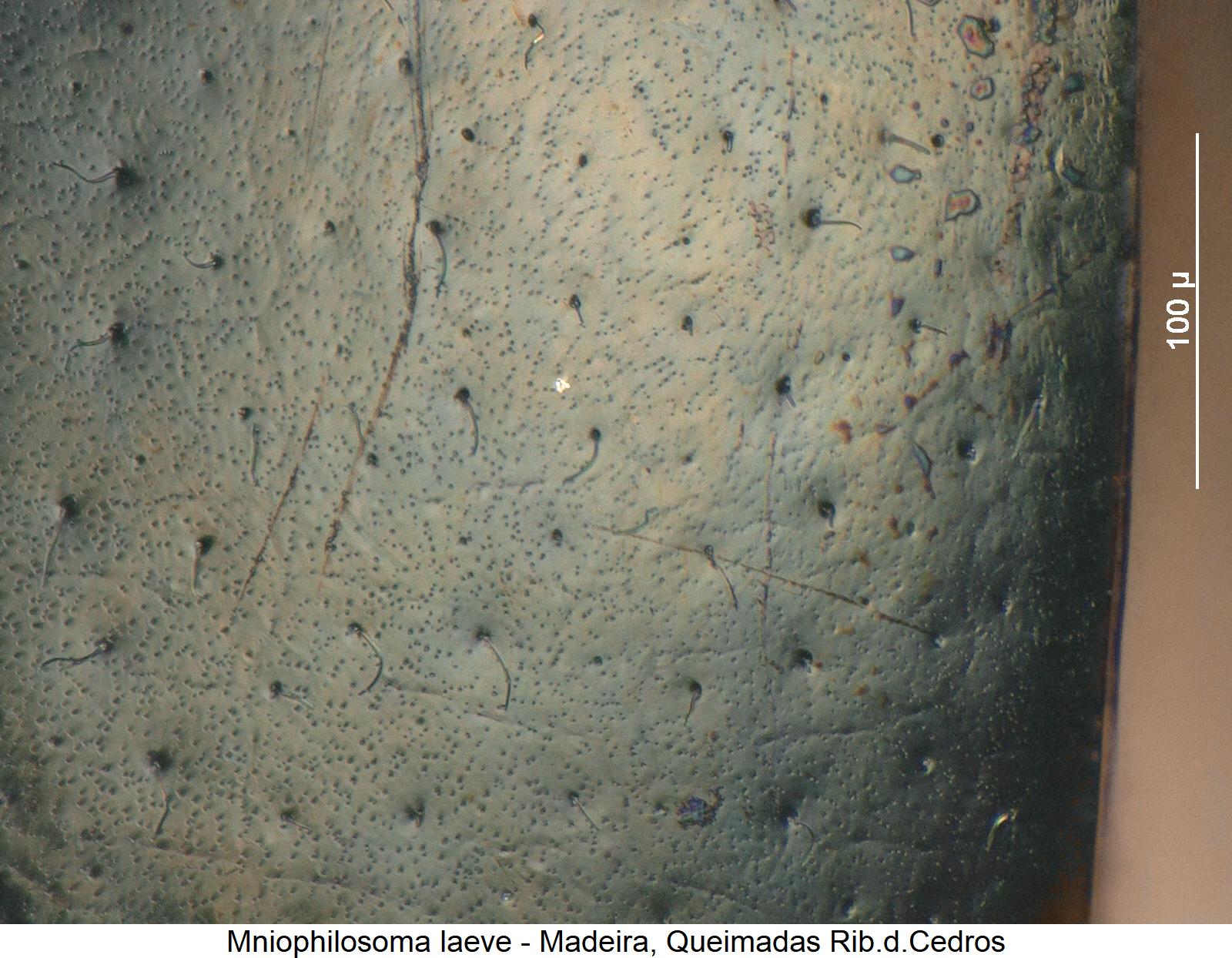 mniophilosoma_laeve_ms.jpg