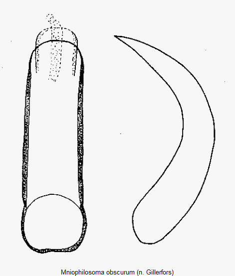 mniophilosoma_obscurum.gif