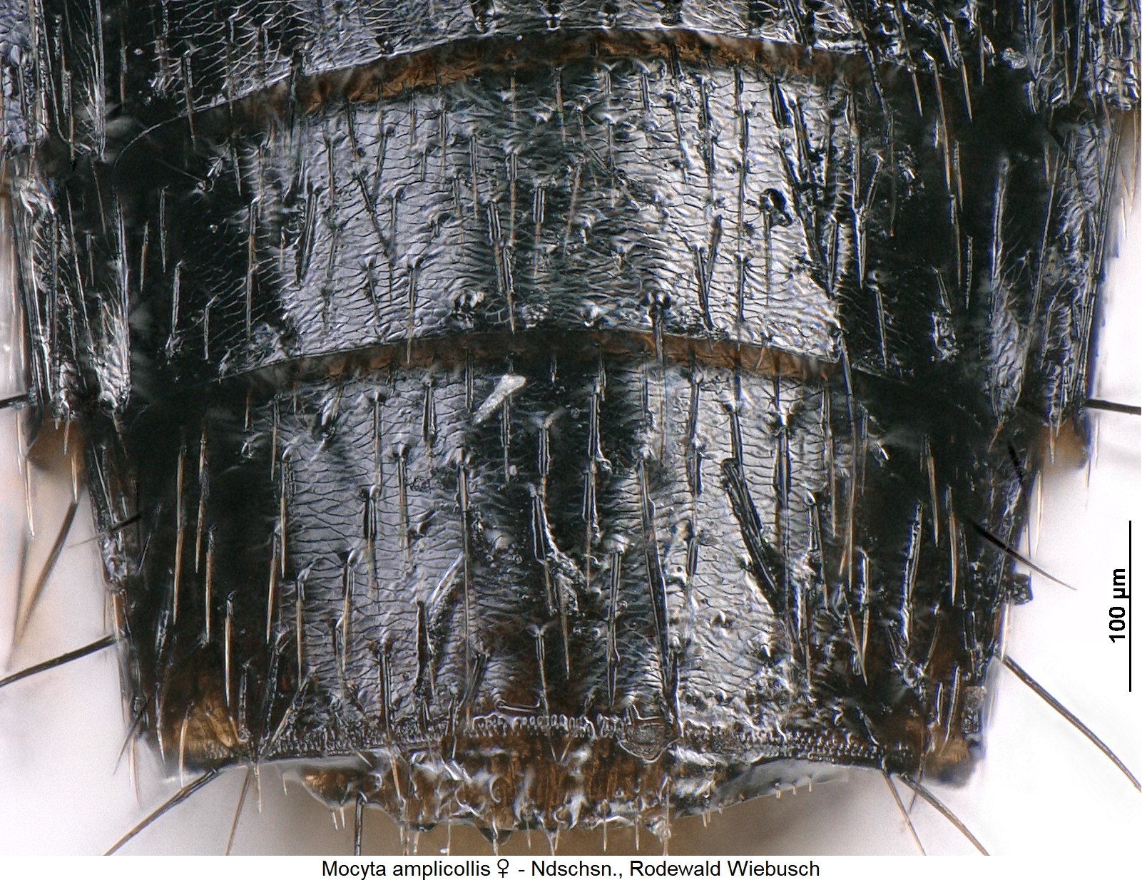 mocyta_amplicollis_w_ck27647505_ms.jpg