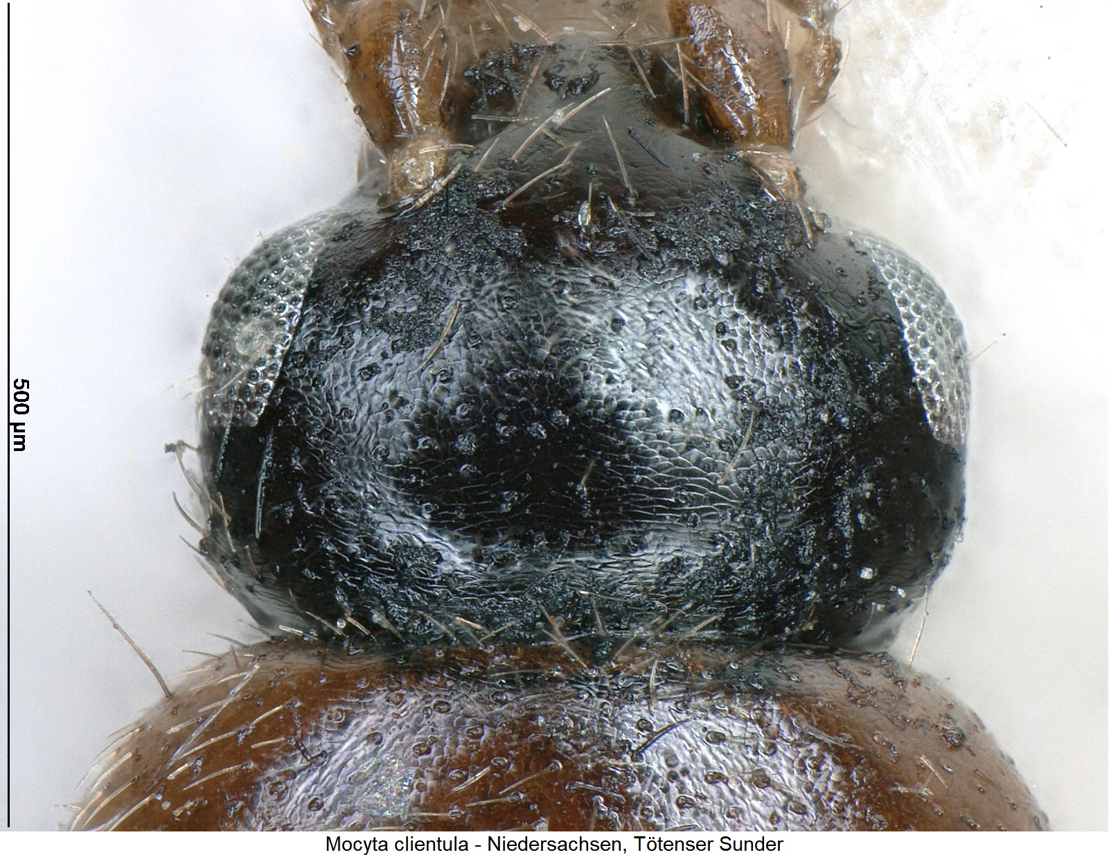 mocyta_clientula_ck29895579_k.jpg