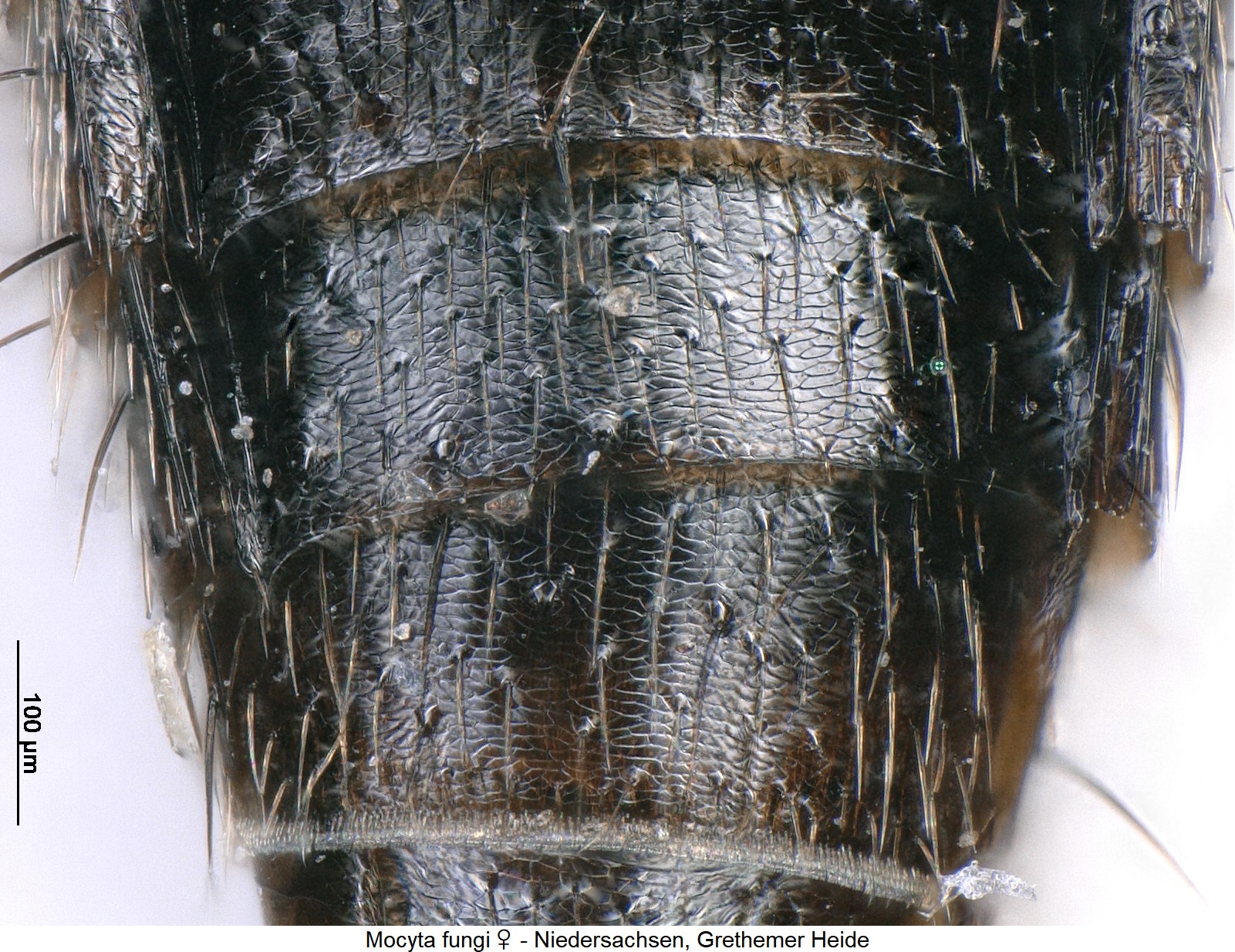 mocyta_fungi_w_ck29878975_ms.jpg