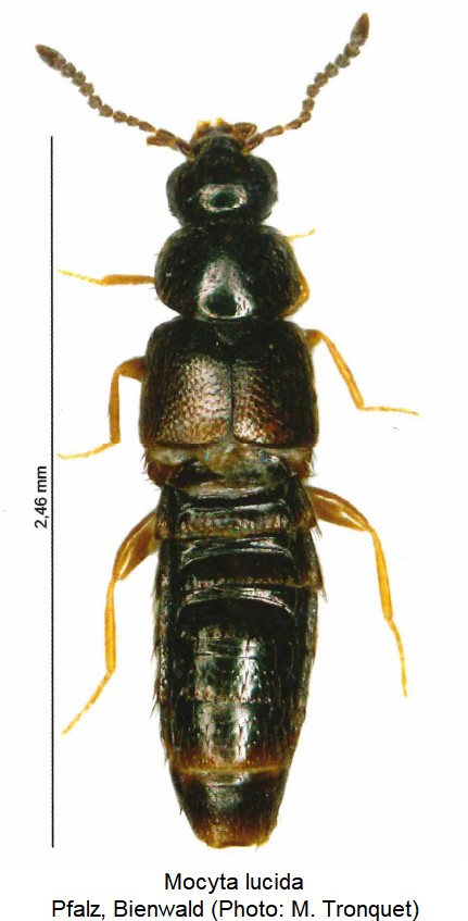 mocyta_lucida_hab.jpg