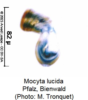 mocyta_lucida_sperm.jpg