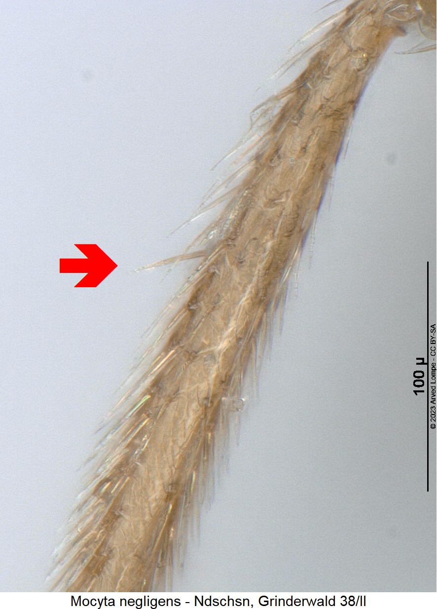 mocyta_negligens_mschn.jpg