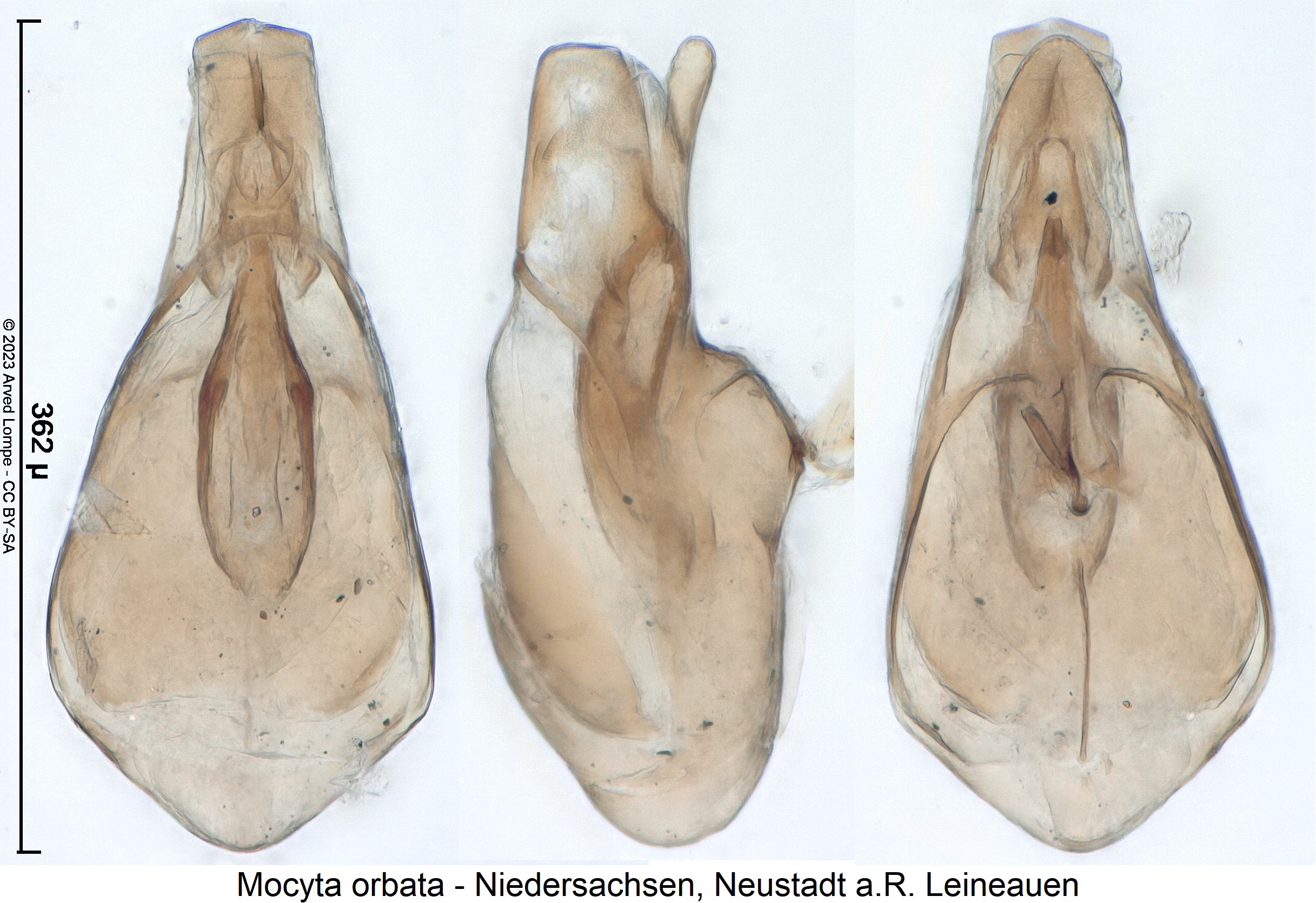 mocyta_orbata3.jpg