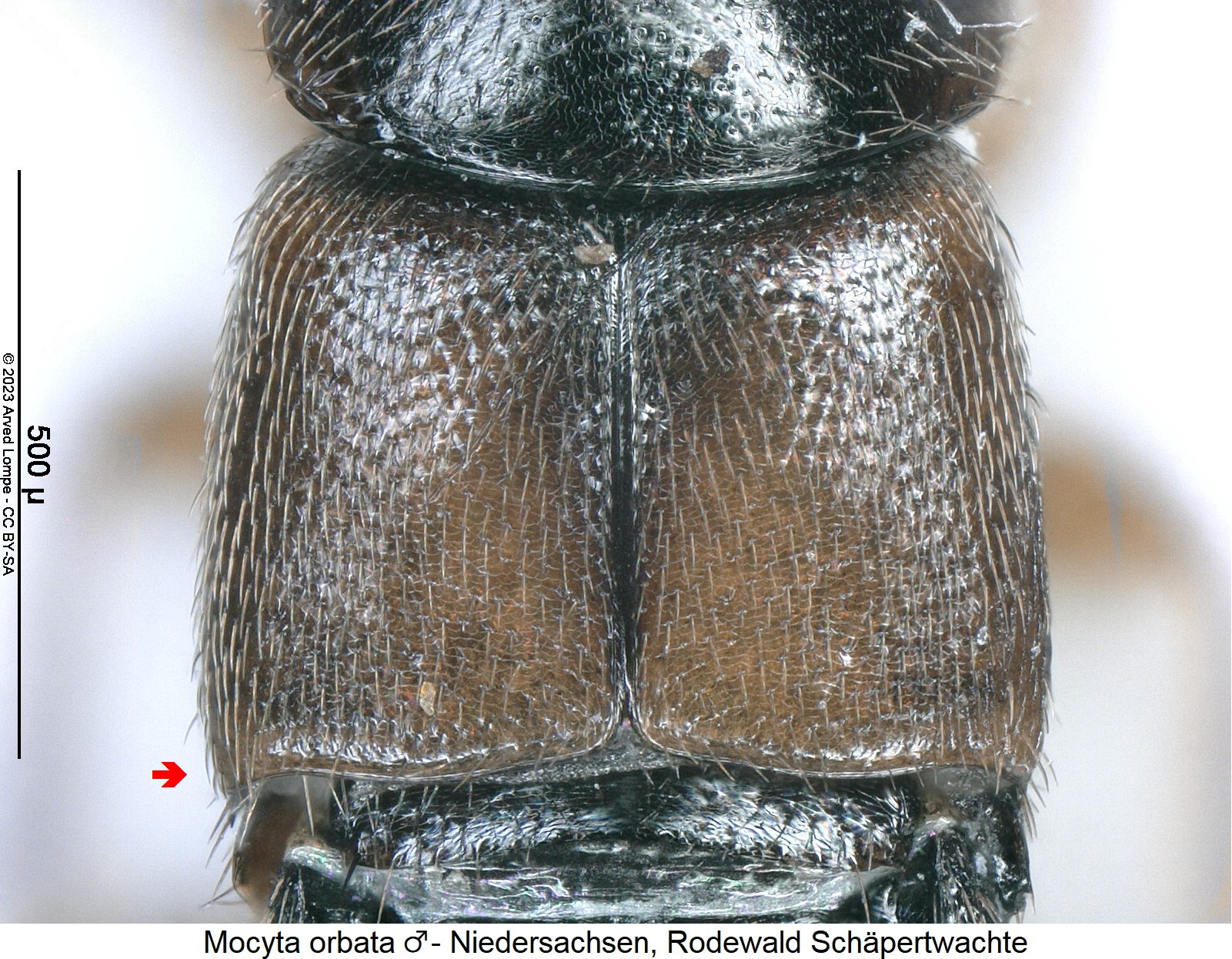 mocyta_orbata_m_fld.jpg