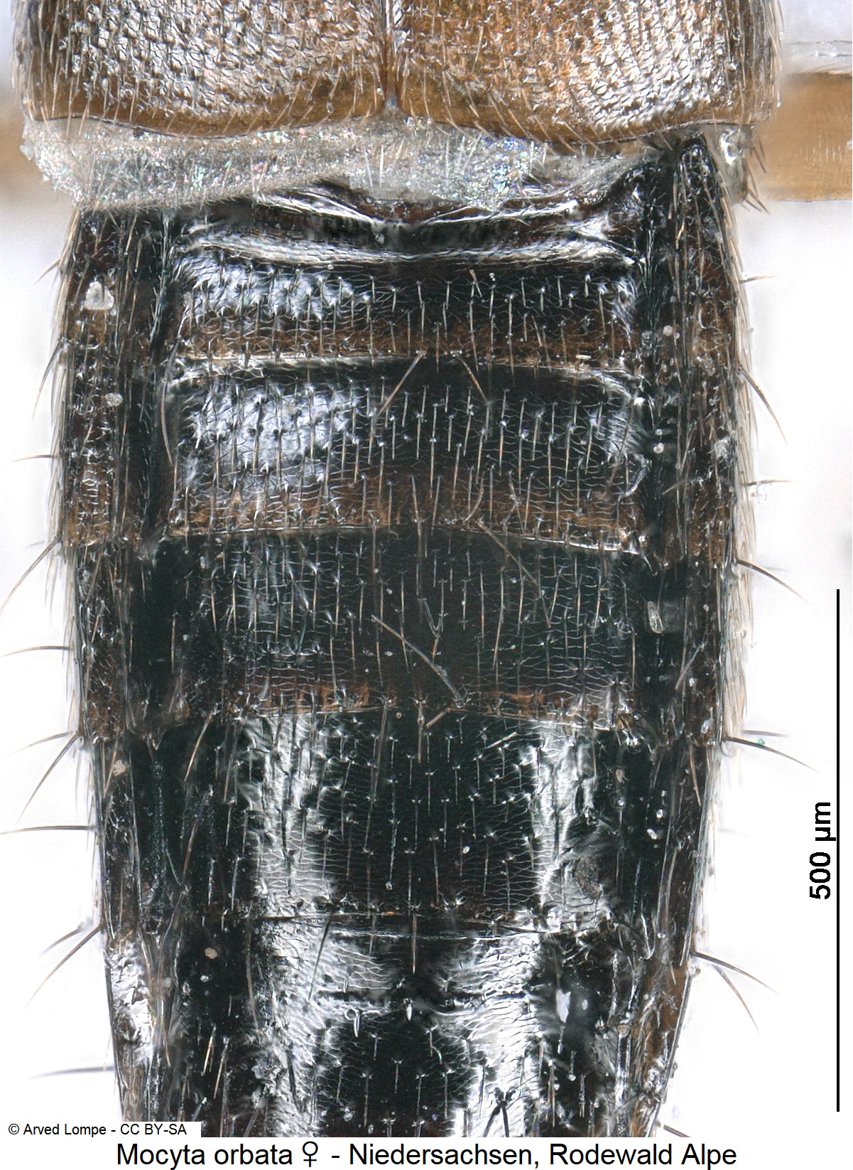 mocyta_orbata_w_ck29873820_hlb.jpg