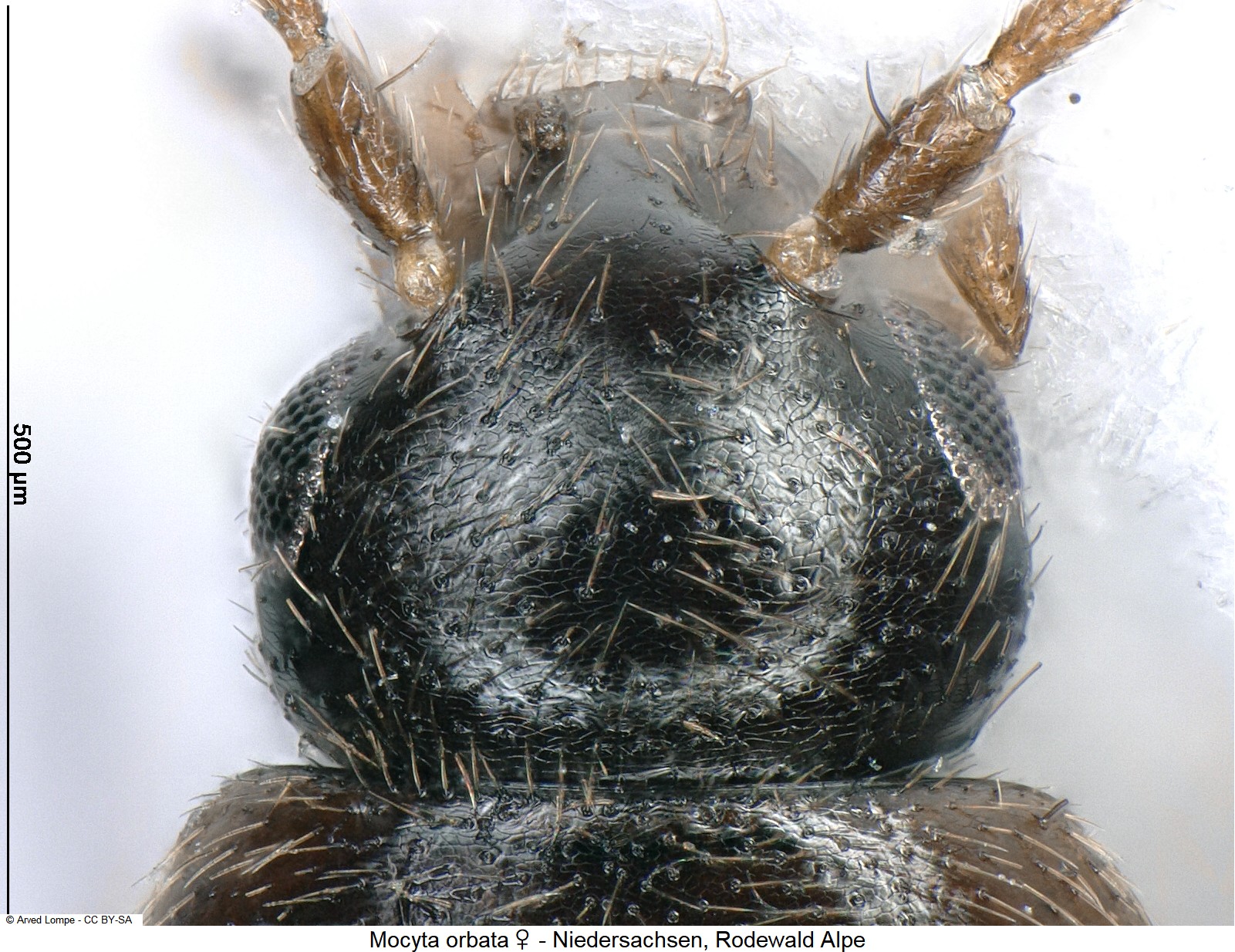 mocyta_orbata_w_ck29873820_k.jpg