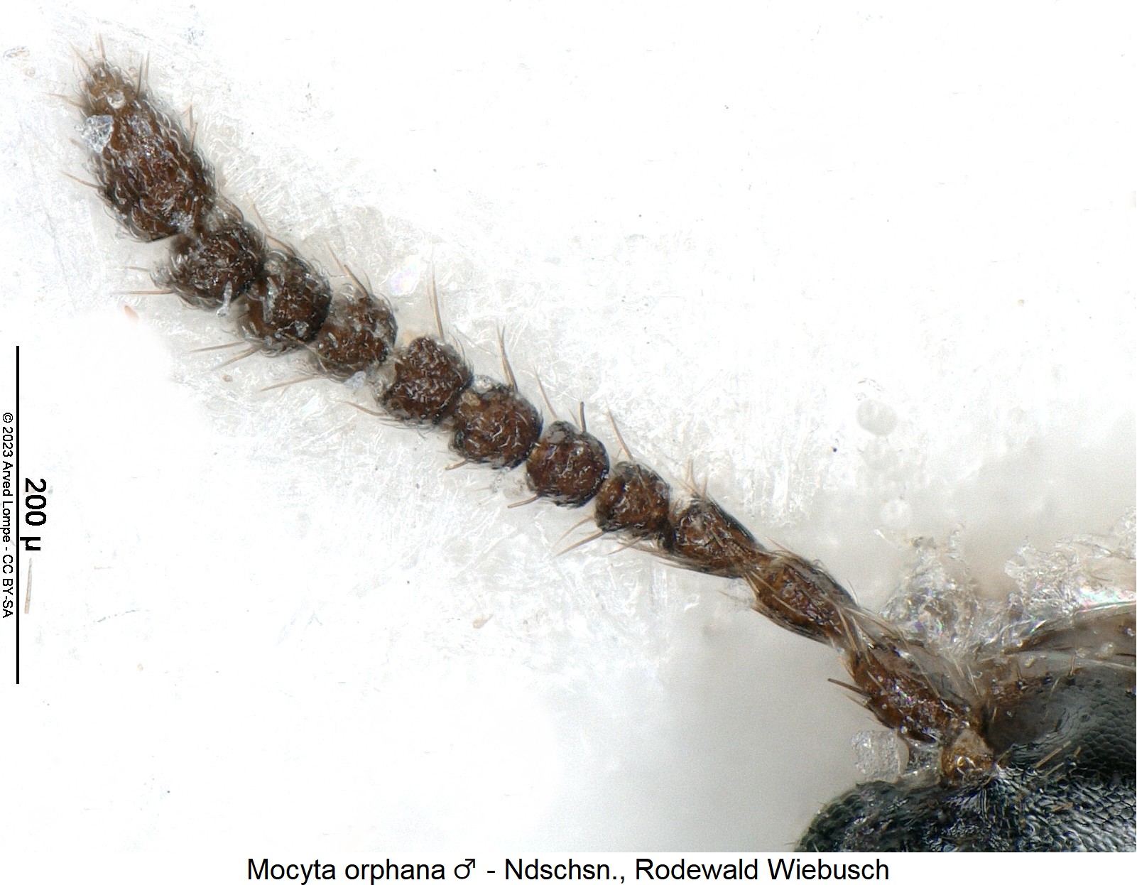mocyta_orphana_m_f.jpg