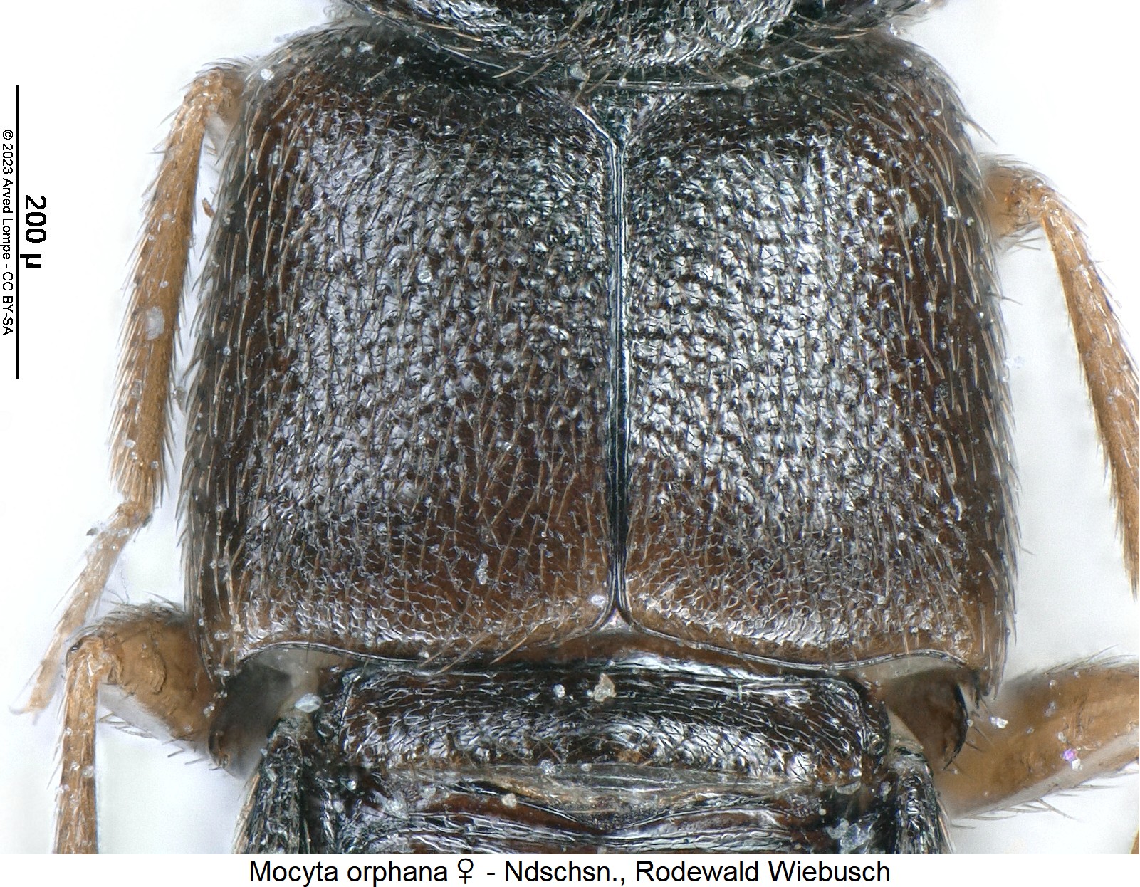 mocyta_orphana_w_fld.jpg