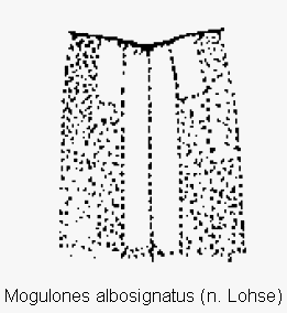mogulones_albosignatus_scut.gif