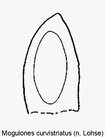 mogulones_curvistriatus.gif