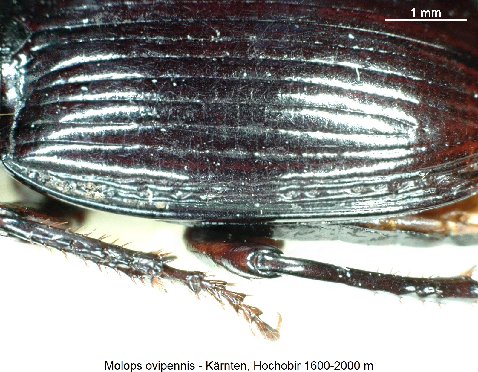 molops_ovipennis_fldsrd.jpg