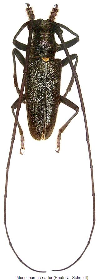 monochamus_sartor_hab.jpg