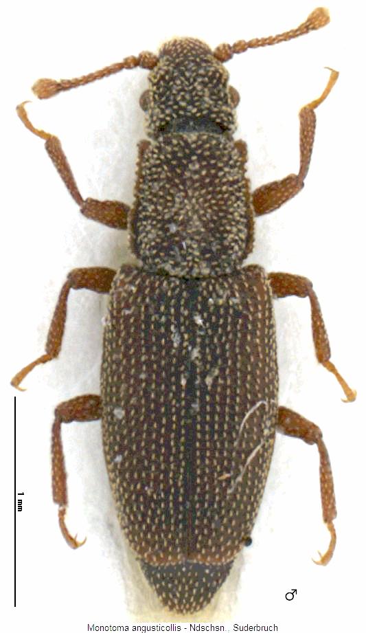 monotoma_angusticollis_hab.jpg