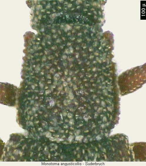 monotoma_angusticollis_hsch.jpg