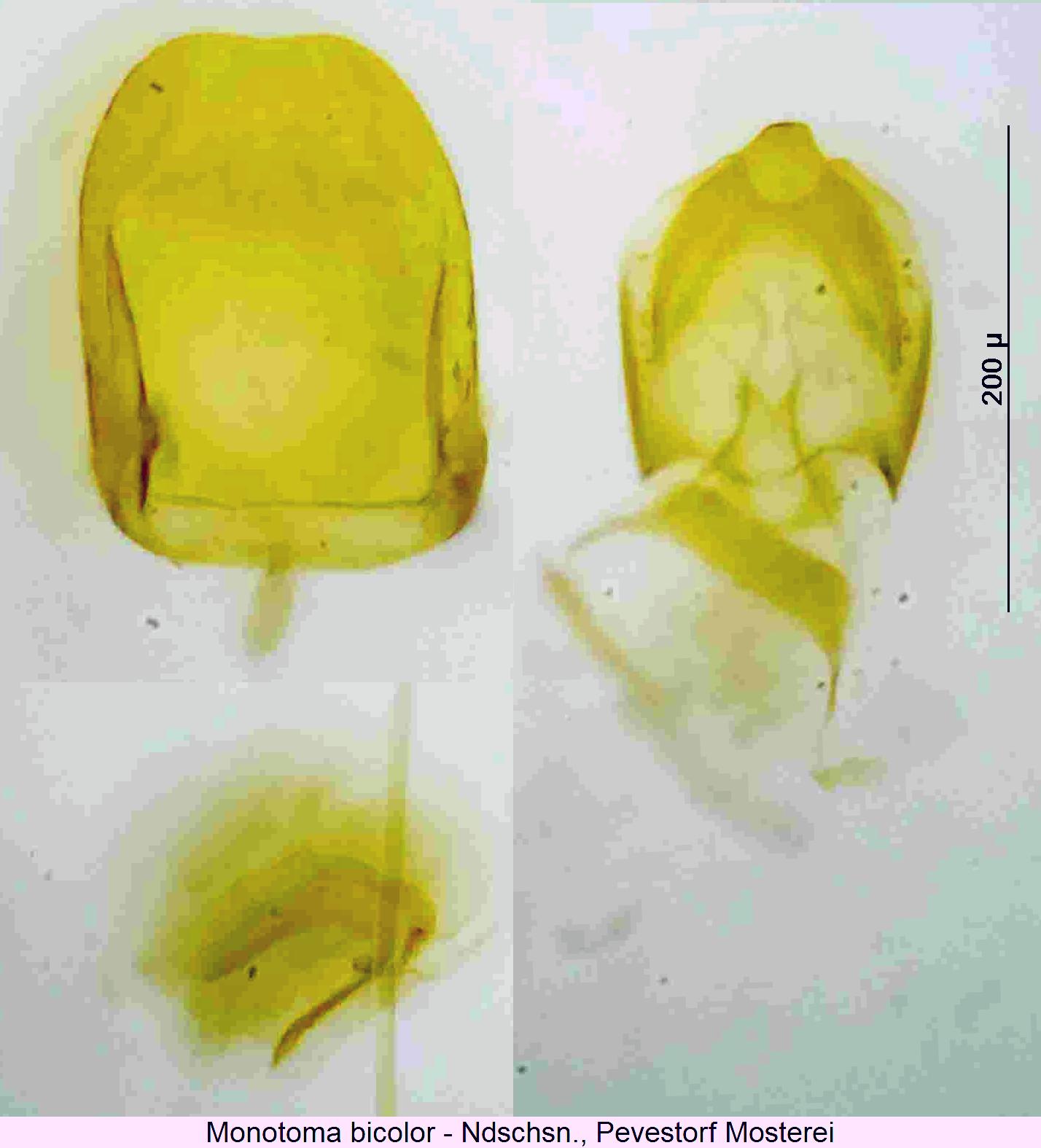 monotoma_bicolor1.jpg