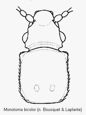 monotoma_bicolor_vk.gif