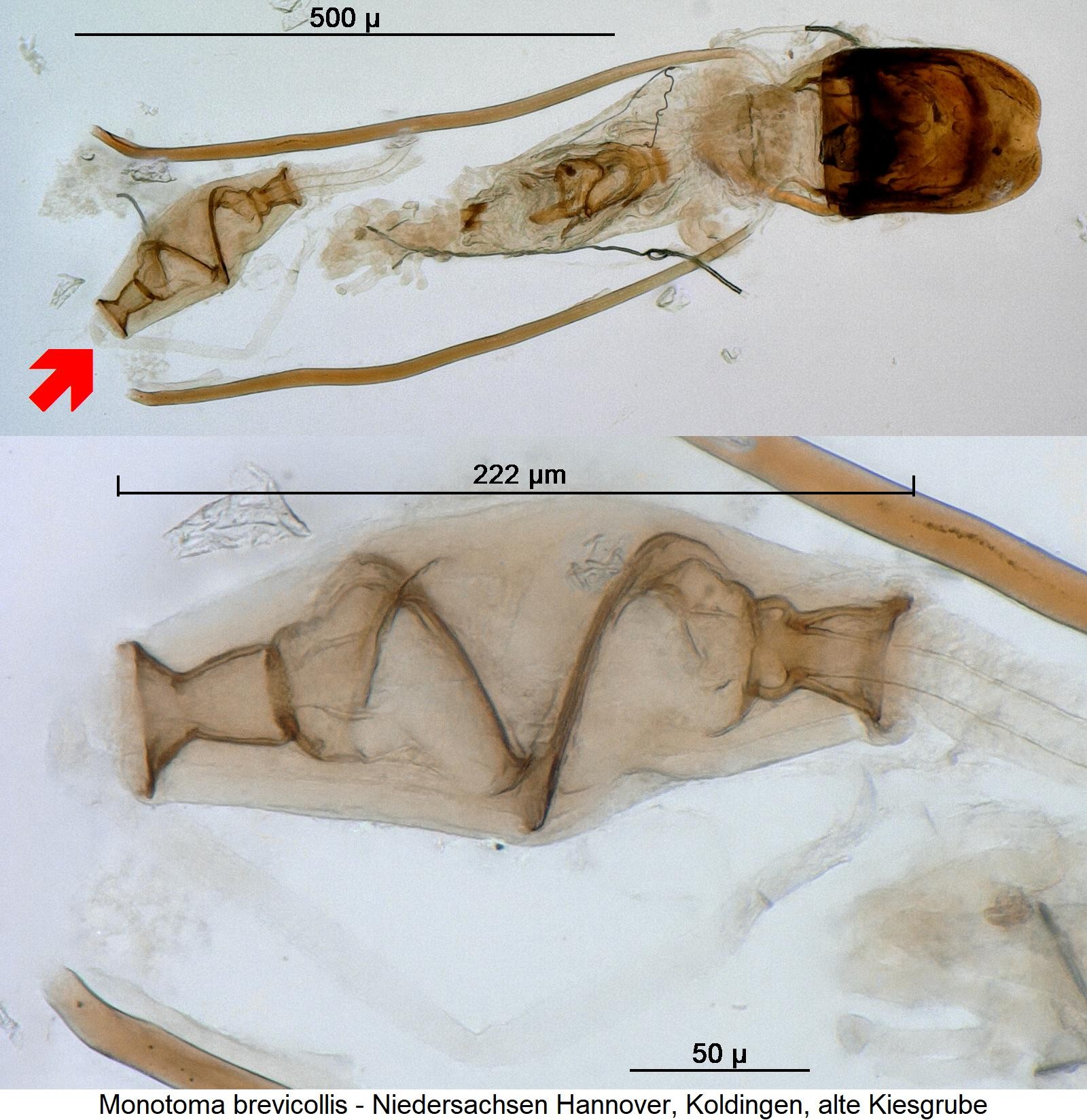 monotoma_brevicollis1.jpg