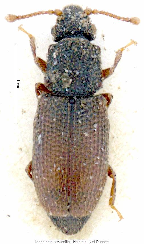 monotoma_brevicollis_hab.jpg