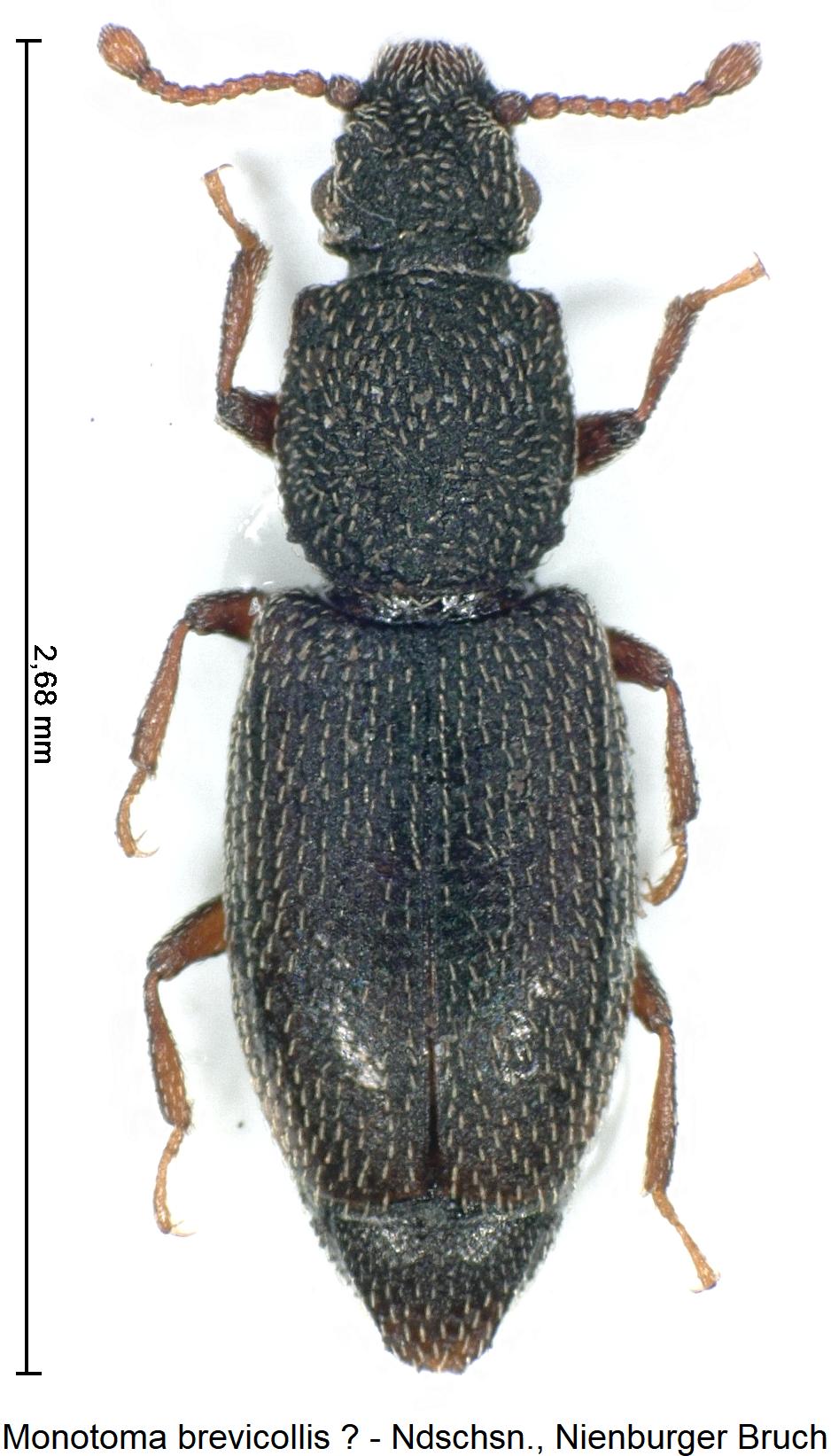 monotoma_brevicollis_hab1.jpg