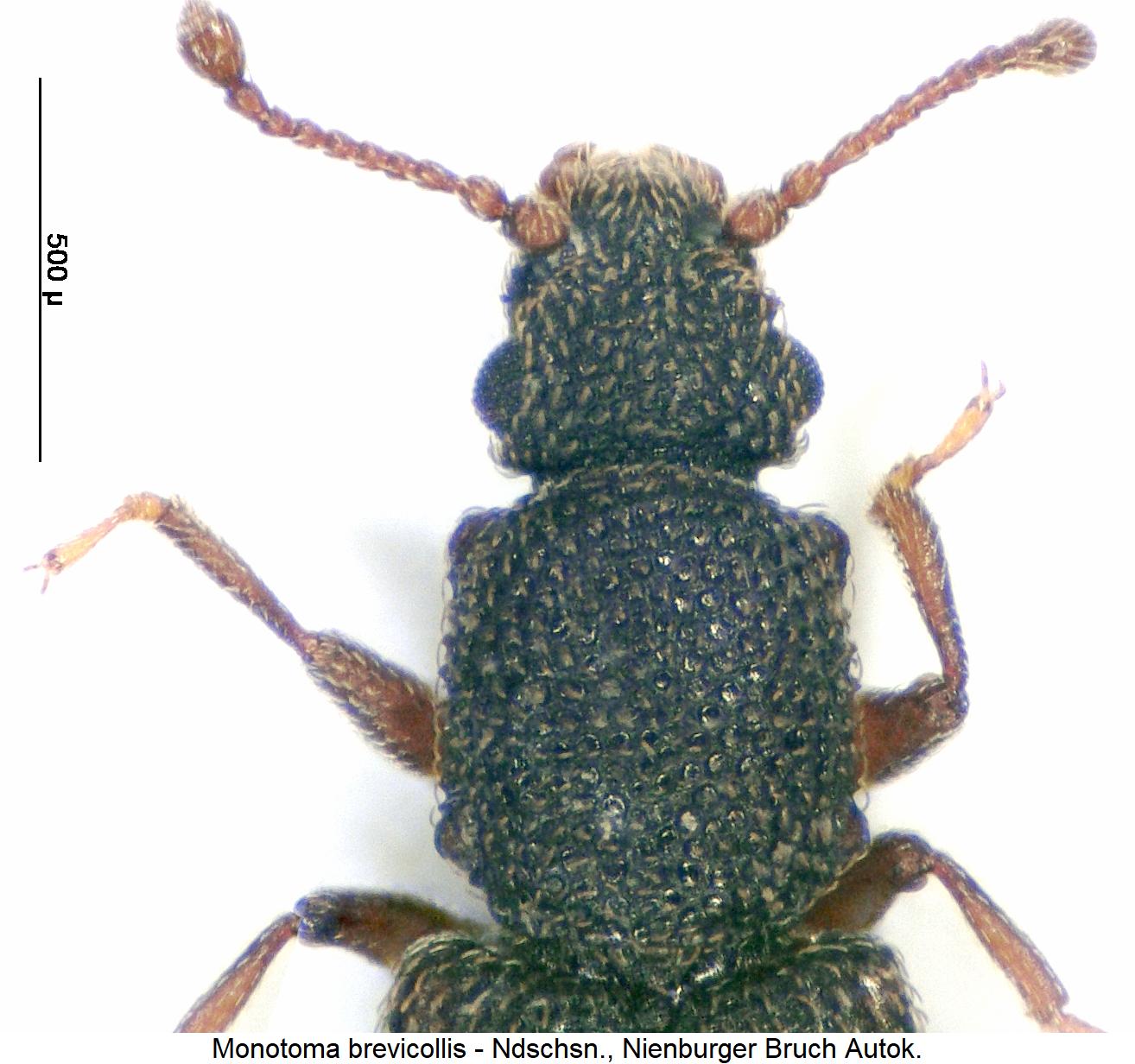 monotoma_brevicollis_vk1.jpg