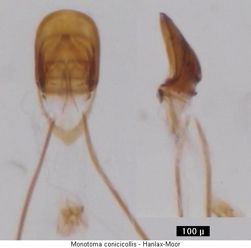 monotoma_conicicollis.jpg