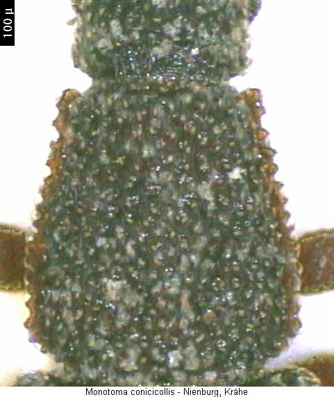 monotoma_conicicollis_hsch.jpg